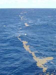 A line of sargassum floating on the ocean.